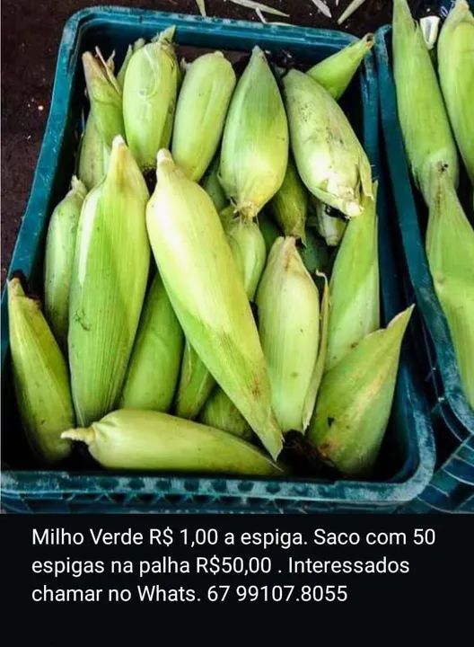 Milho Verde - atacado