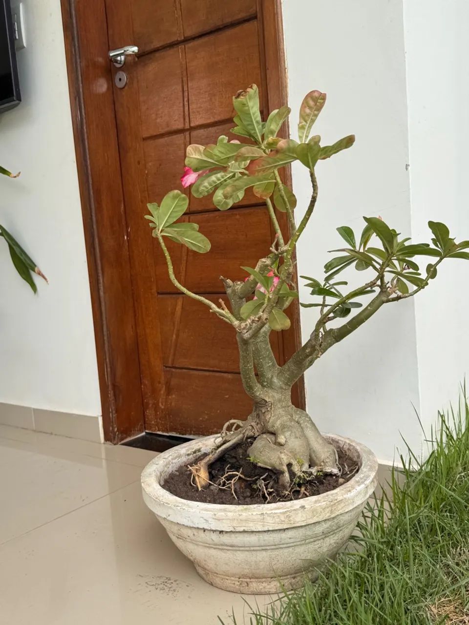 Planta bem em conta - Foto 3