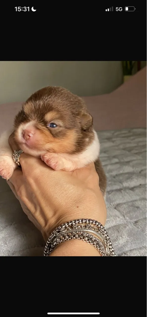 Fêmeas de Lulu da pomerania
