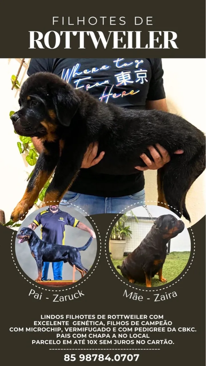 Filhotes de Rottweiler com excelente genética