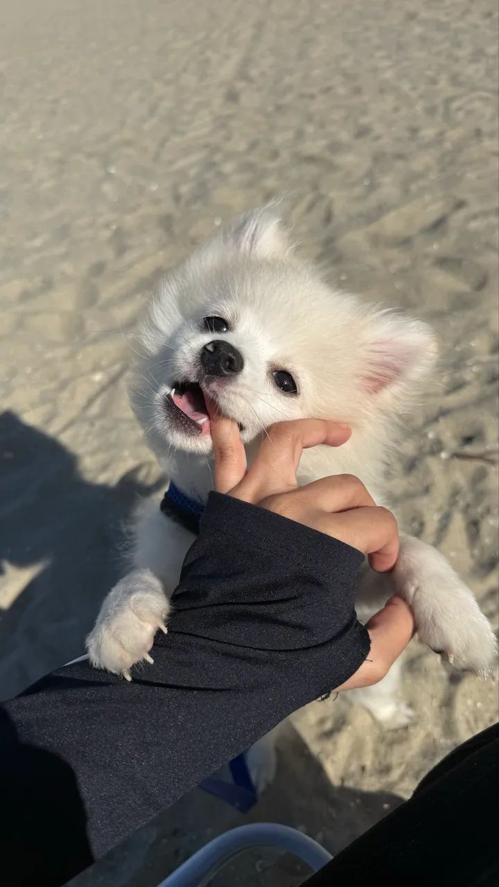 Filhote Lulu da pomerania  - Foto 4