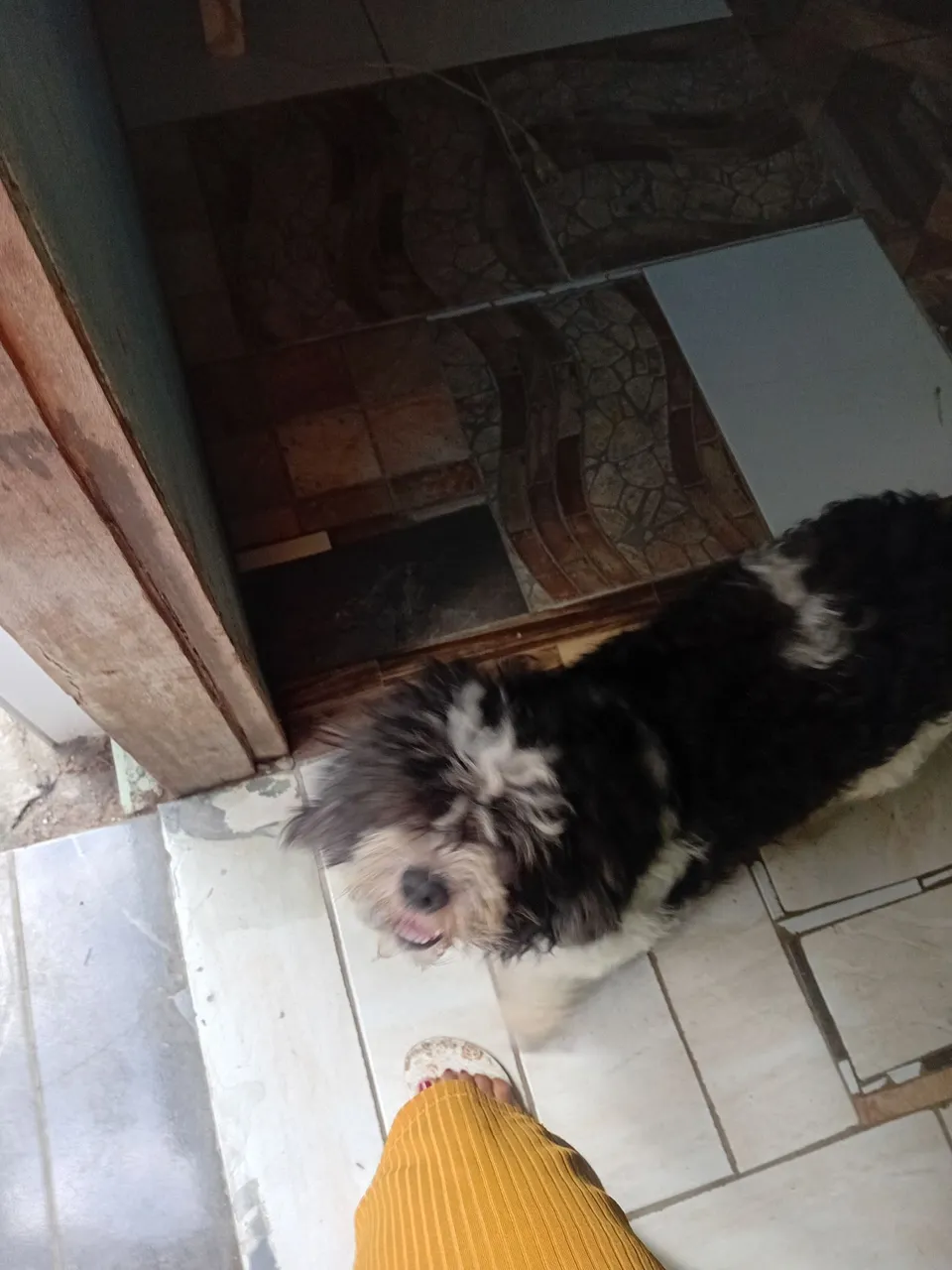 Vendo Shih Tzu