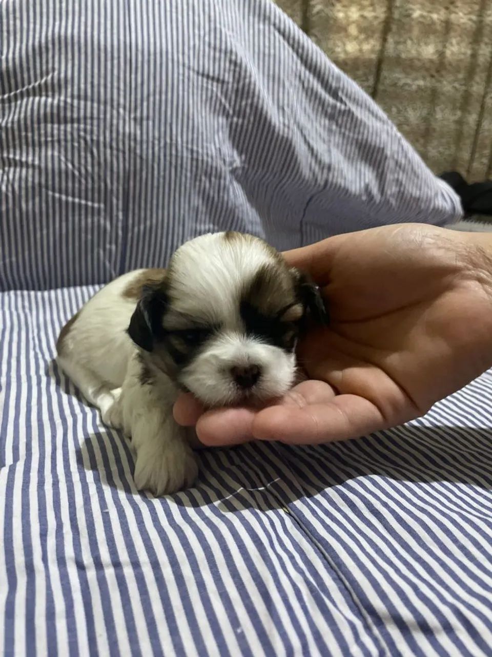 Filhotes de Shih Tzu disponíveis  - Foto 3