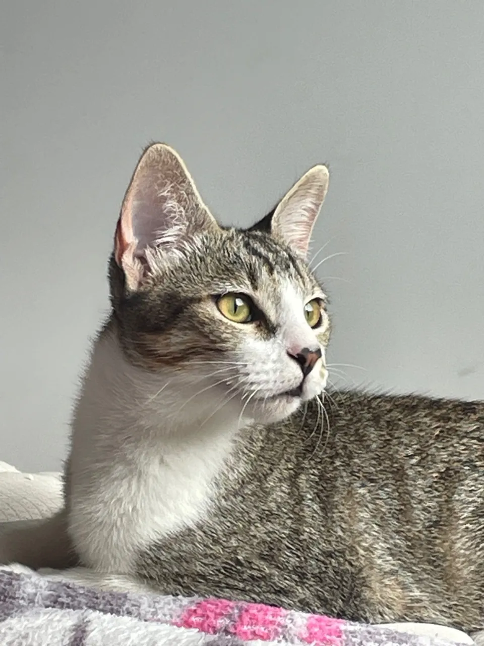 Gatinho de 7 meses pra doação