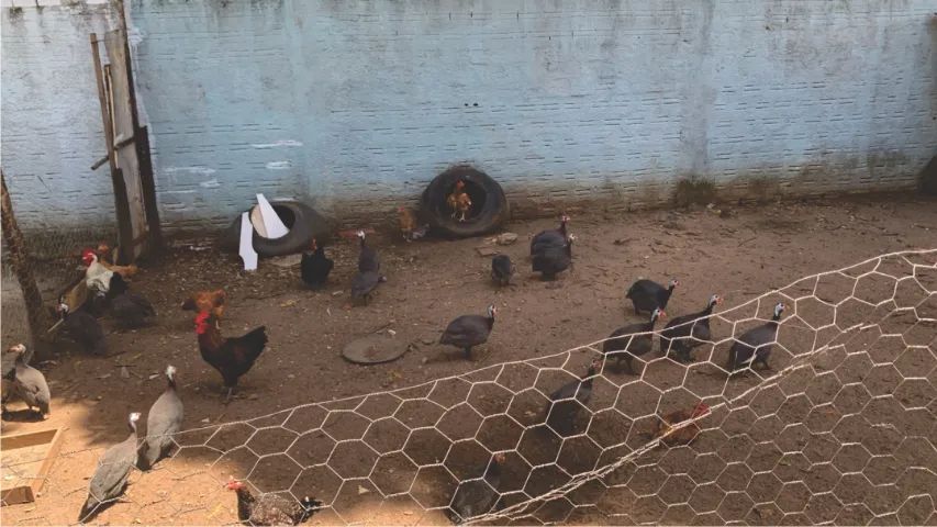 Galinhas e Capotes Caipira Vendo - Foto 2