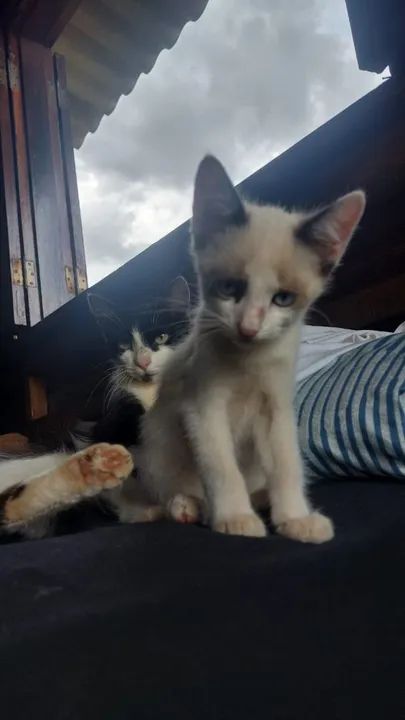 Doa se gatos ciameses frívolas e preto - Foto 2