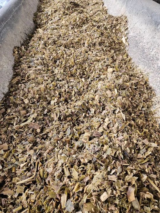 Silagem de milho  - Foto 4