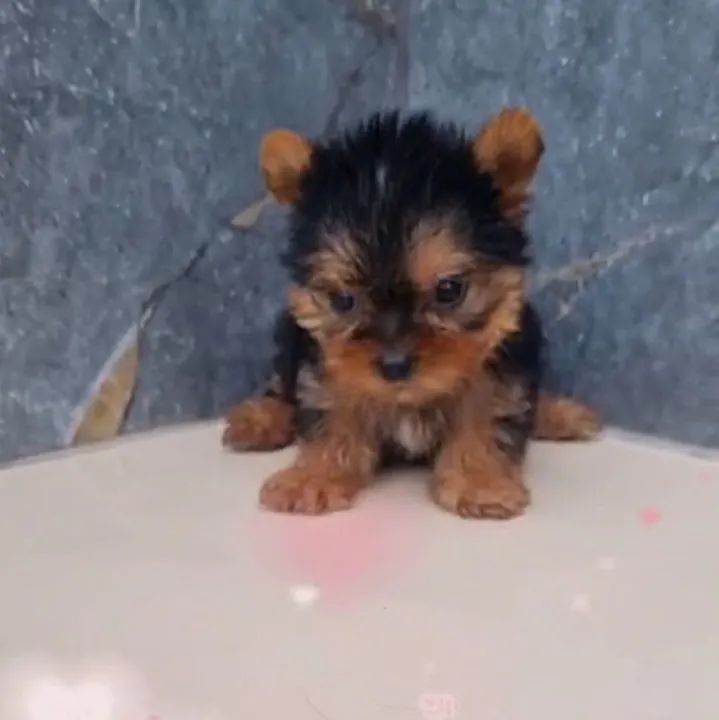 Filhotes de yorkshire  - Foto 6