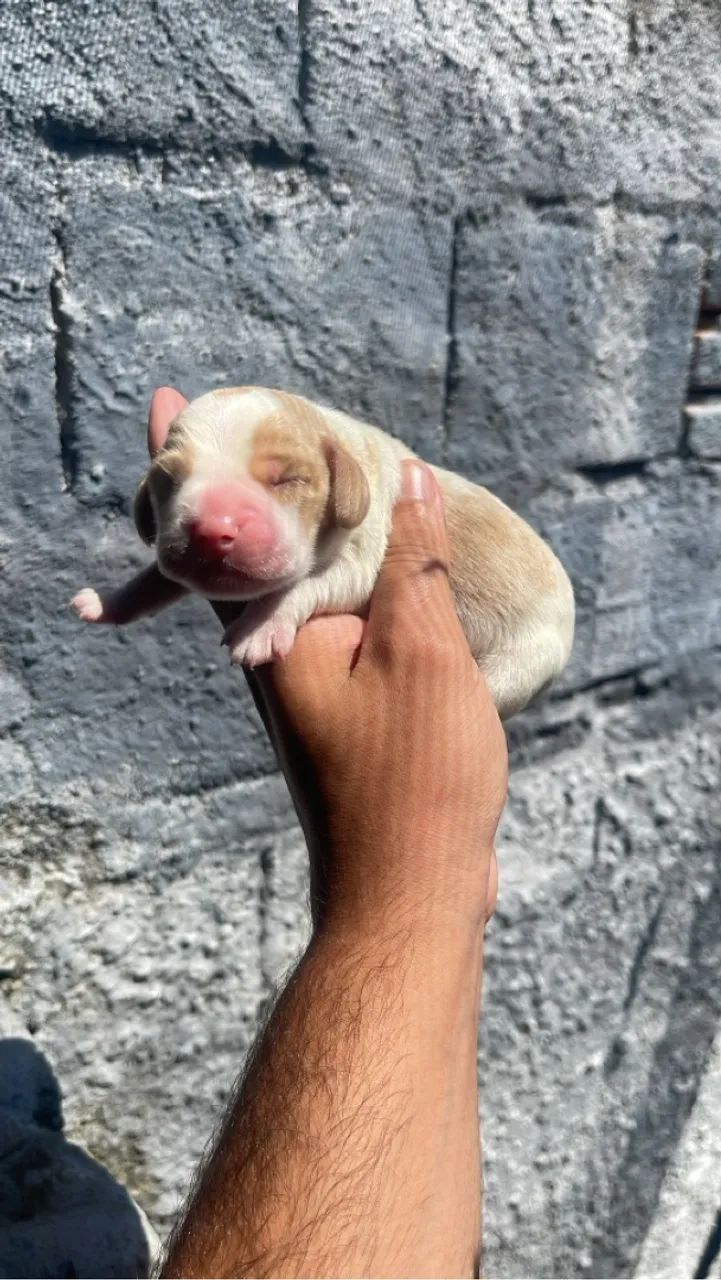 Beagles disponível - Foto 4