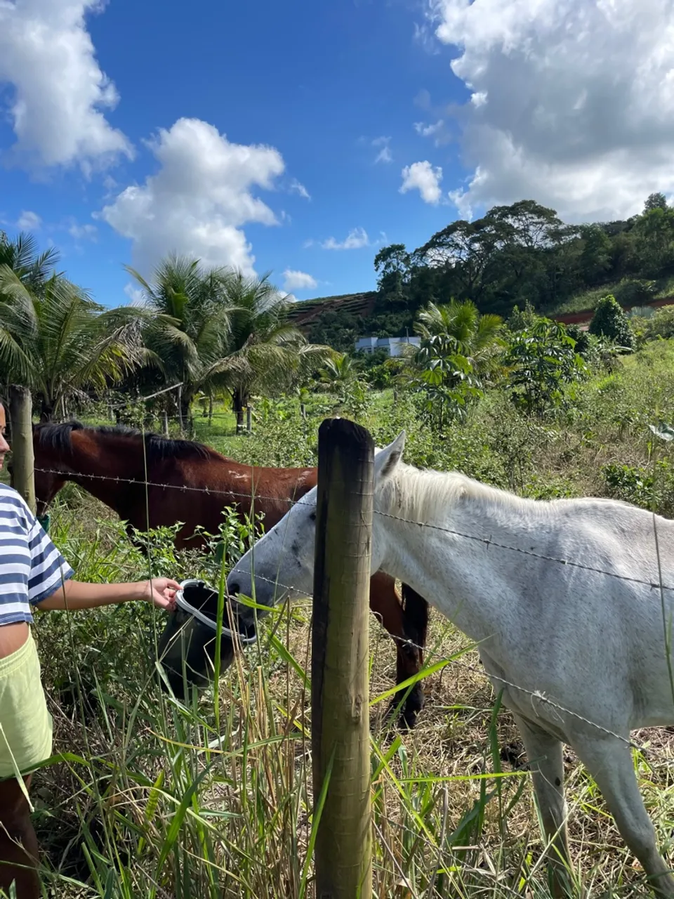 Cavalo para venda