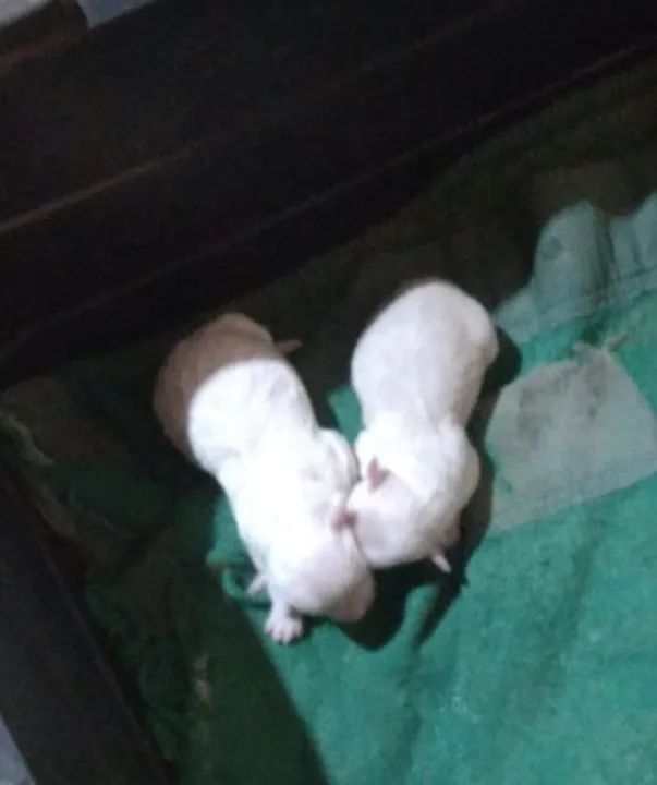 Filhote de Poodle Macho - Foto 2