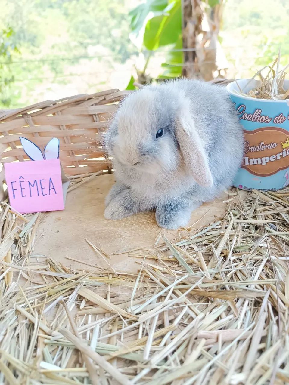 Coelho de companhia Mini Lop Uruguaio - RARO - Foto 5