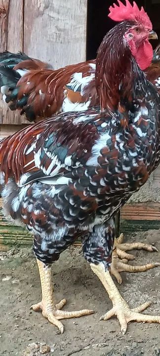 Galinha balão.  - Foto 2