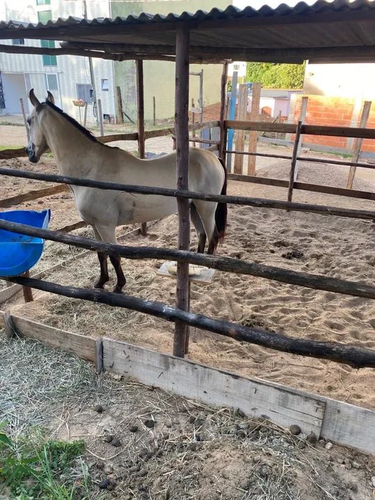 Cavalo!Genética do fator da cavaru retã - Foto 3