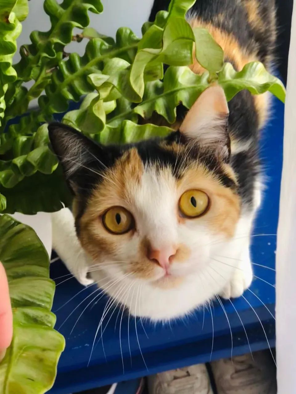 Gatinha Tricolor para Adoção - Foto 2