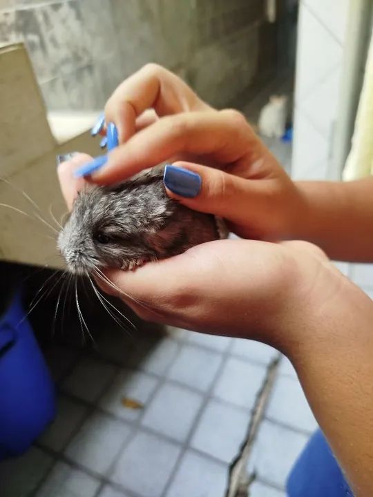 Chinchila bebê  - Foto 2