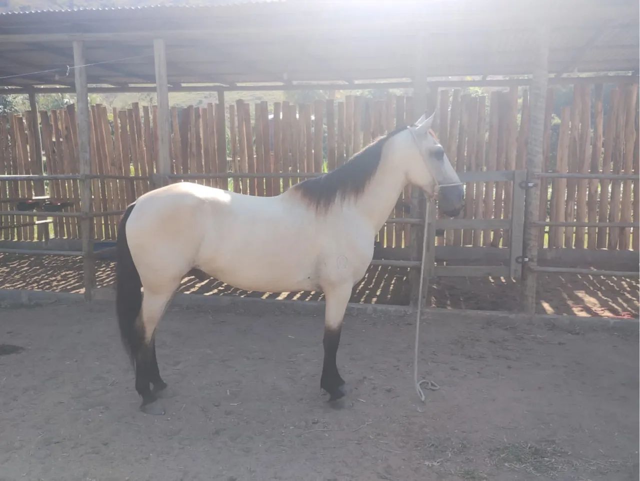 Cavalo!Genética do fator da cavaru retã - Foto 4