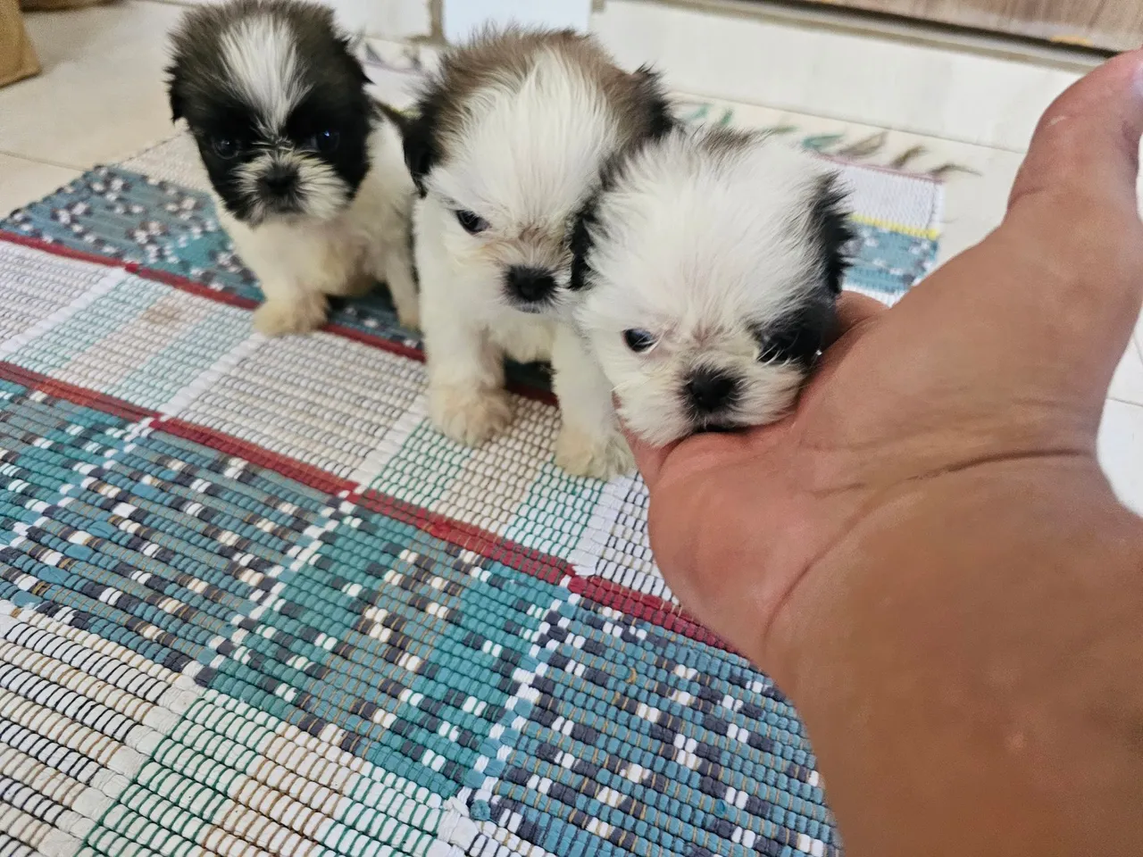 Shih Tzu Filhote - Lindos e puro.