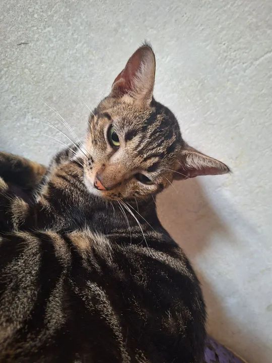 Adoção responsável - Foto 6