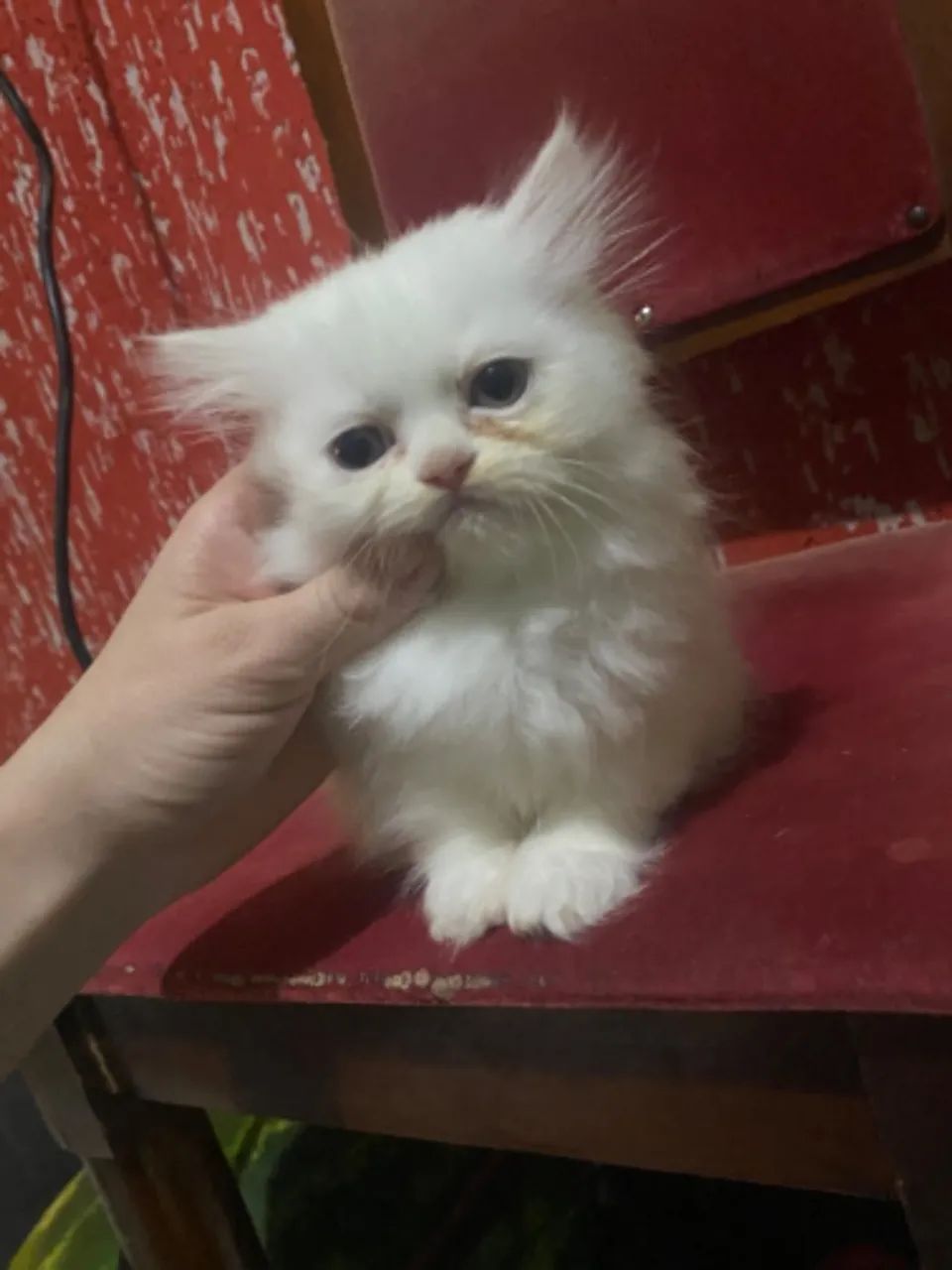 Filhote fêmea persa