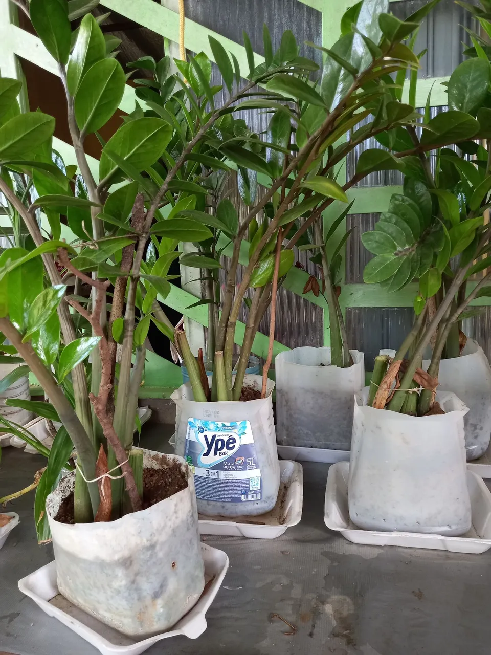 Planta Zamioculca