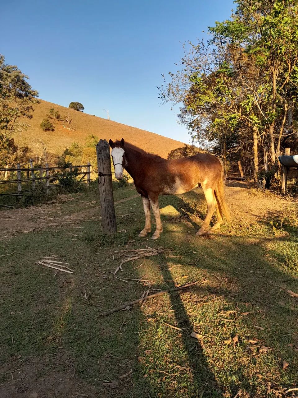 Vendo cavalo manga larga mineiro  - Foto 3