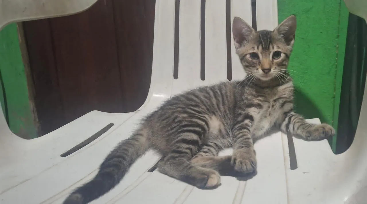 Gatinho filhote tigrado para adoção