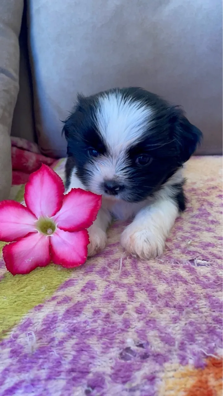 Filhote Shih Tzu Mine Puro