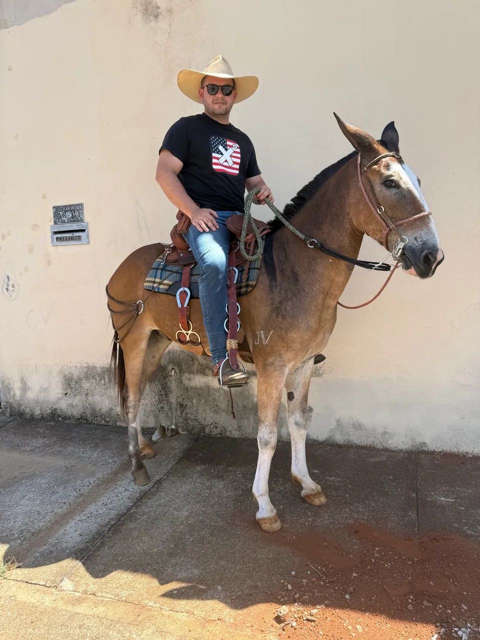 Burro de patrão  - Foto 4