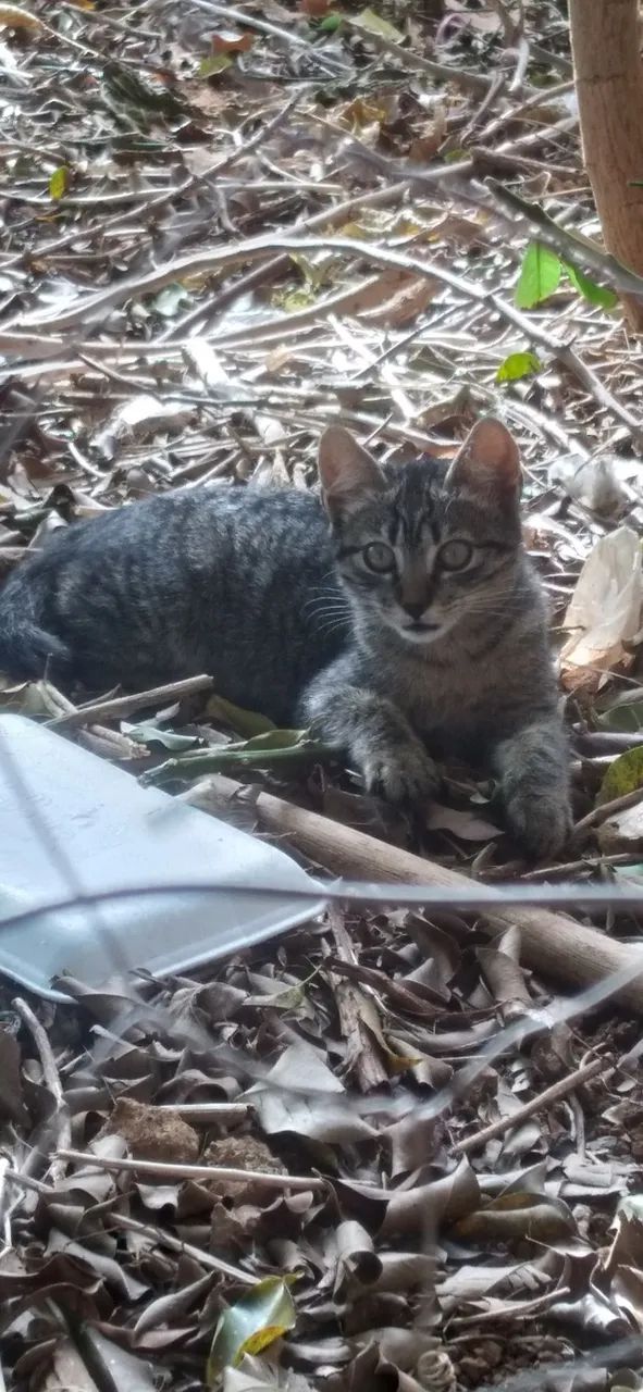 Gatinhos abandonados  - Foto 5