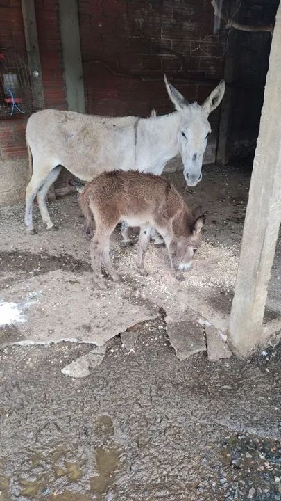 Jumenta com filhote pra venda