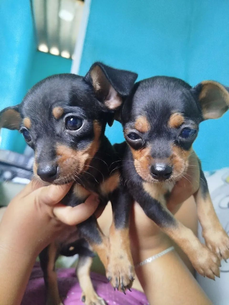 Filhote pinscher  - Foto 5