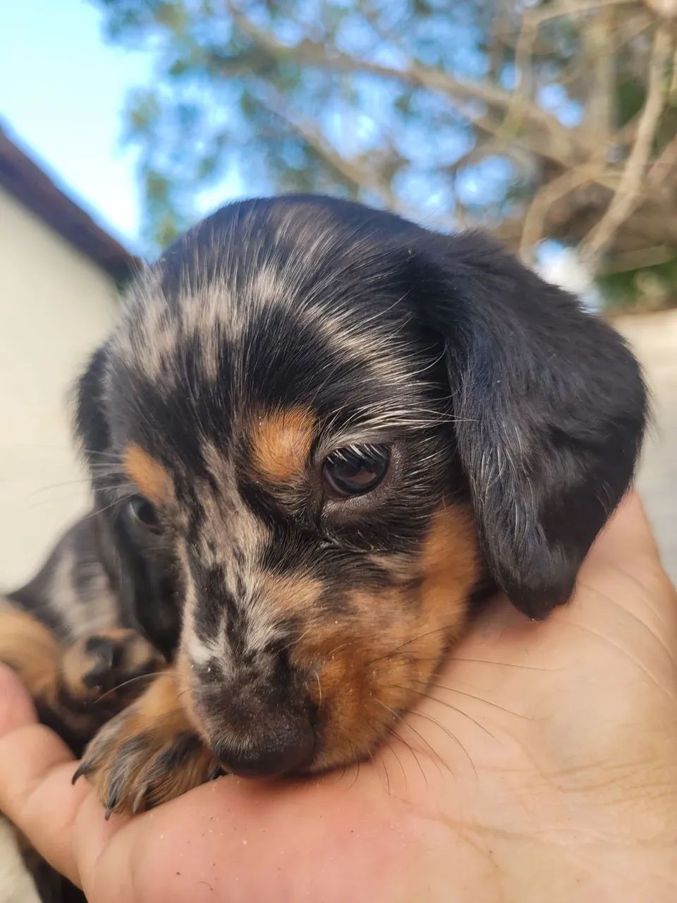 Daschund Mofadinho - Foto 4