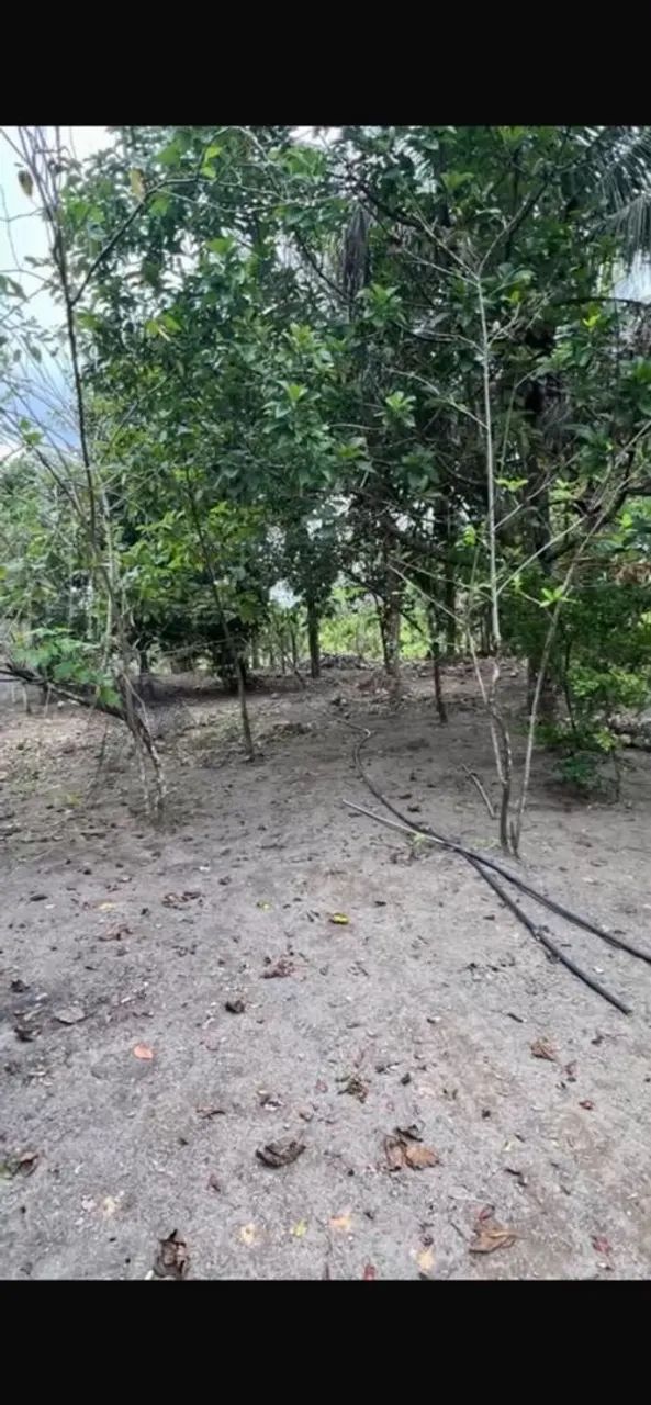 Vende-se sítio em Flexeiras-AL