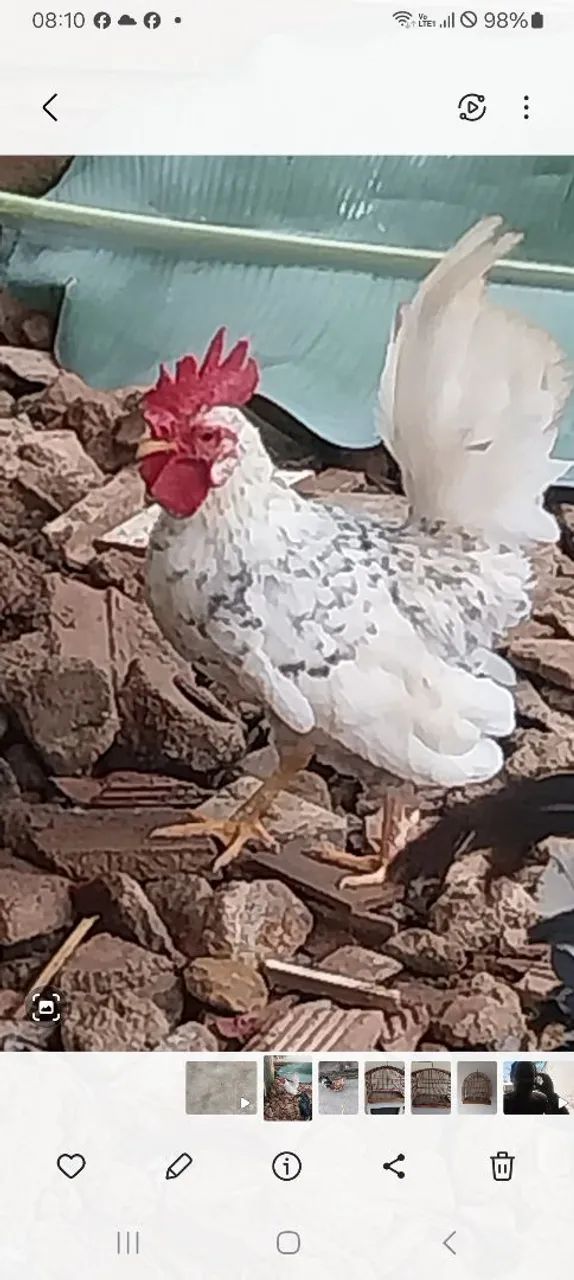 Galo Garnize