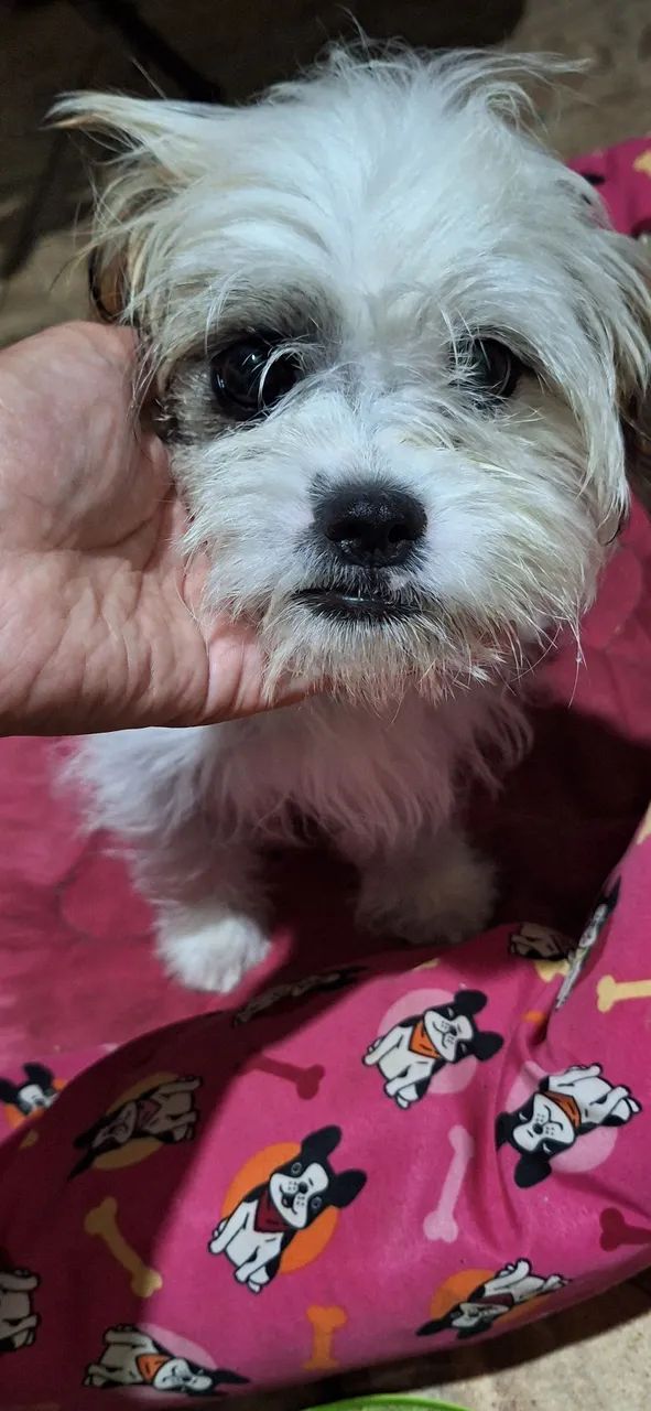 Doação responsável - Cachorra Shih Tzu - Foto 3