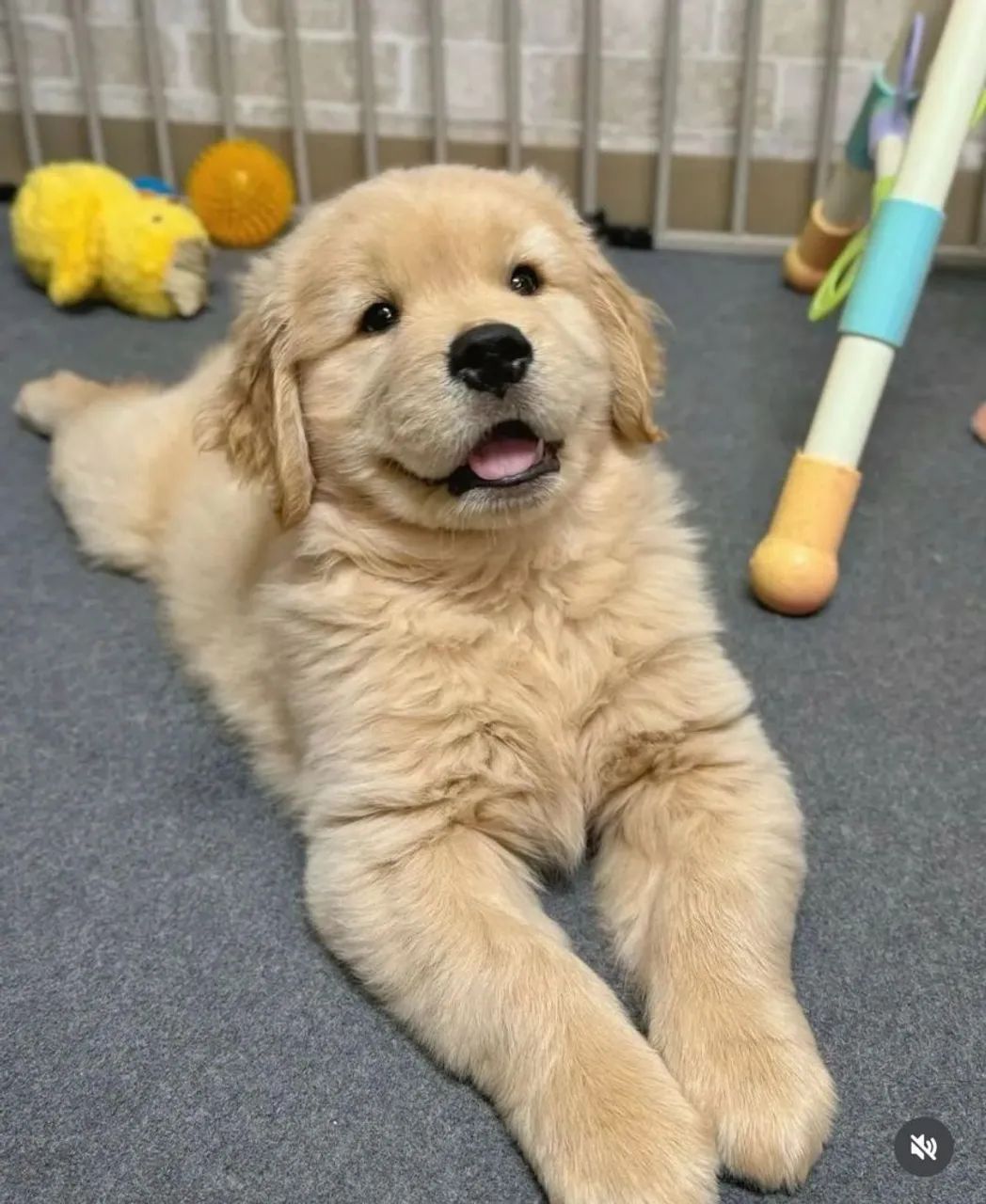 Golden Um cachorro que vai escrever sua próxima história
