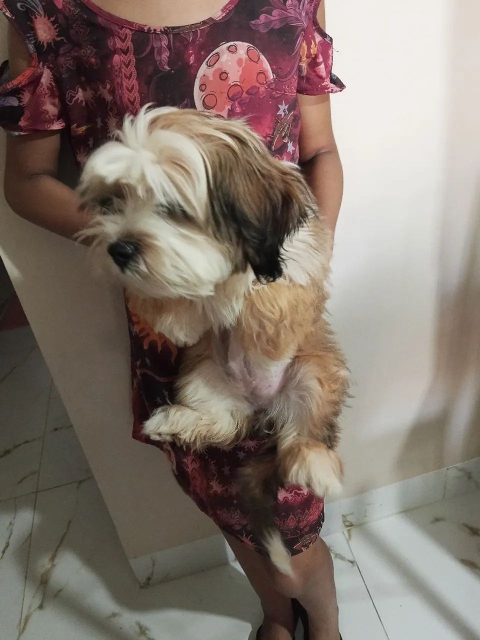 Casal Shitzu  - Foto 2