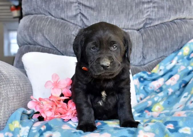 ? Labrador só hoje