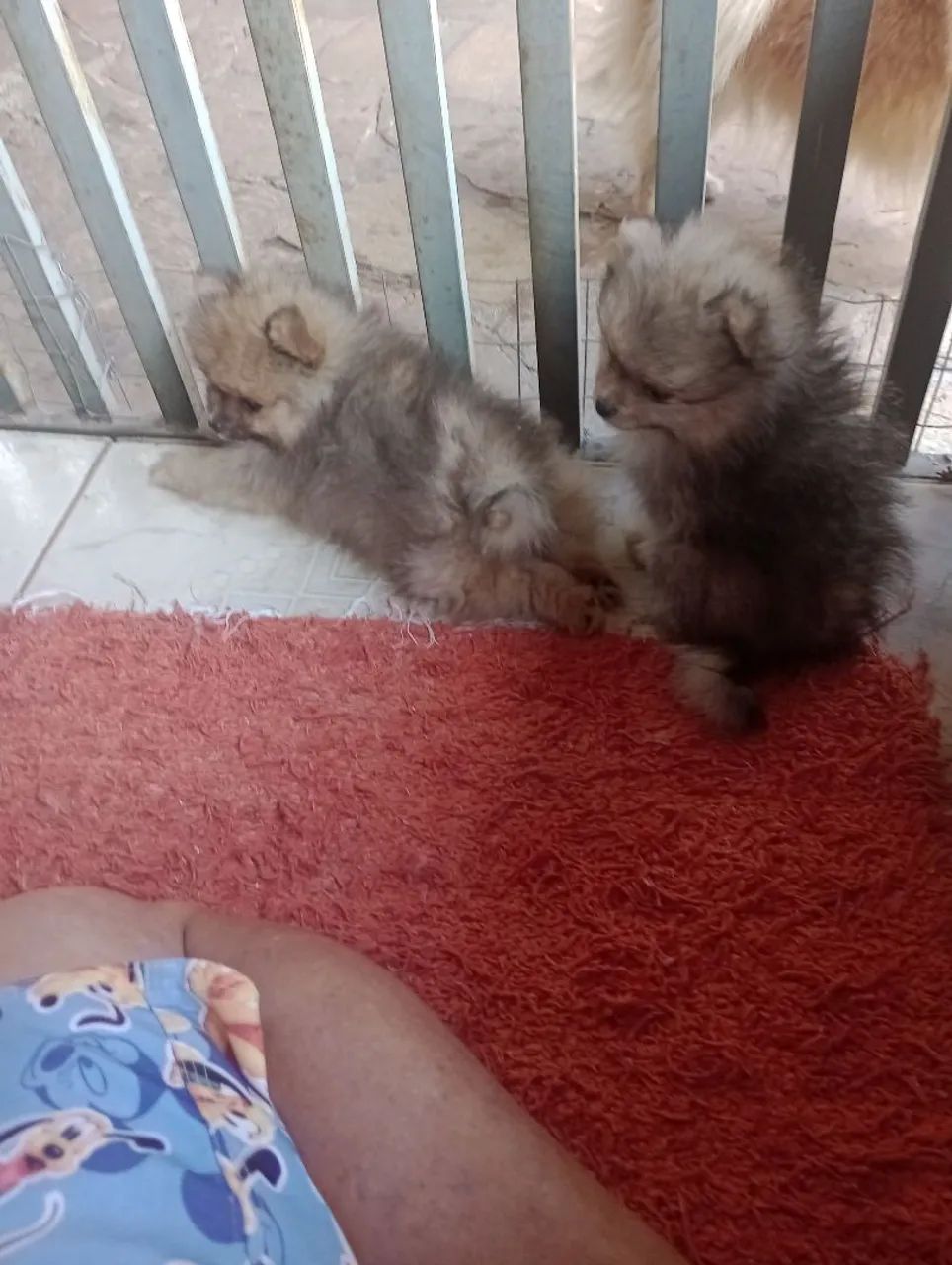 Vende-se filhotes de Lulu.da Pomerânia - Foto 4
