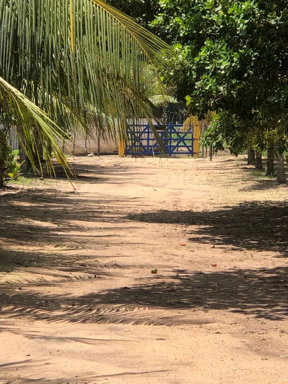 SÍTIO EM PILAR COM ÁREA PLANTADA E ESPAÇO PARA CRIAÇÃO DE ANIMAIS