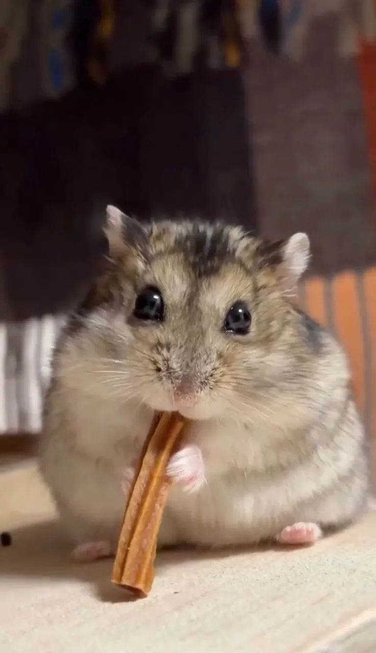 Hamster - Foto 2