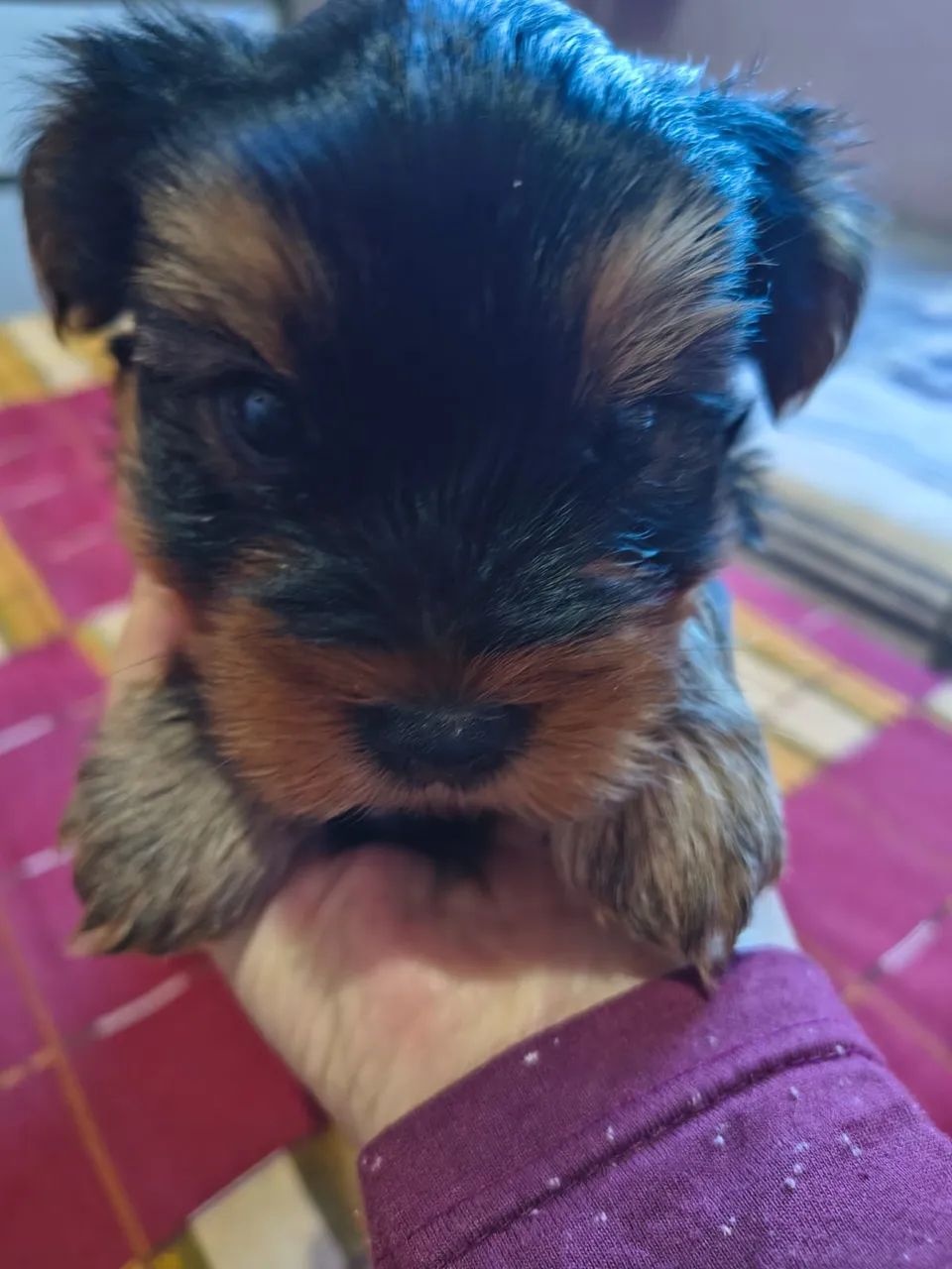 Cachorro macho 