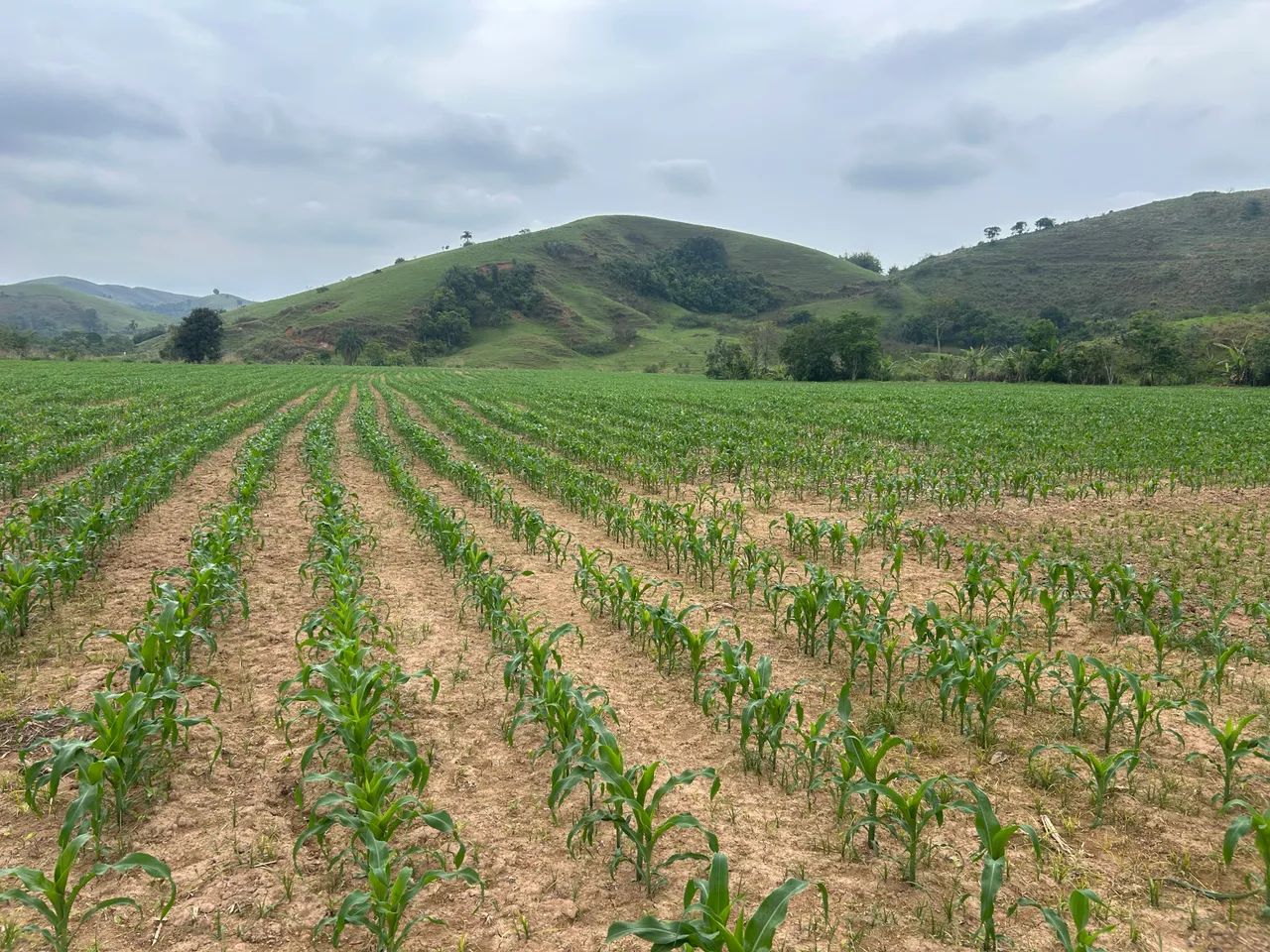 Prestação de serviços agrícolas  - Foto 4