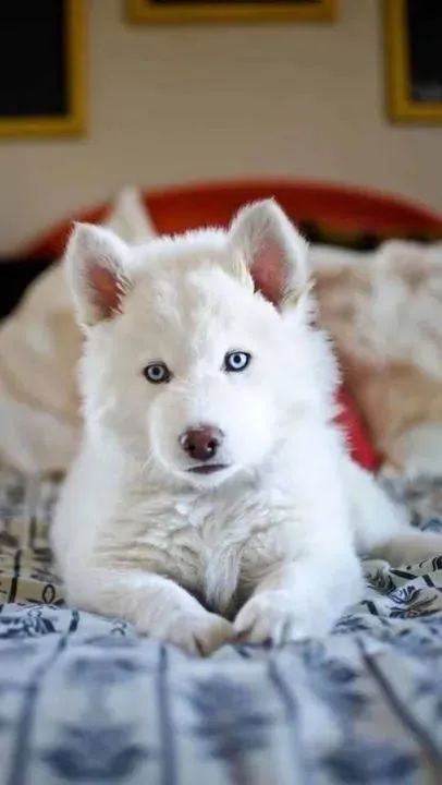 Husck siberiano 