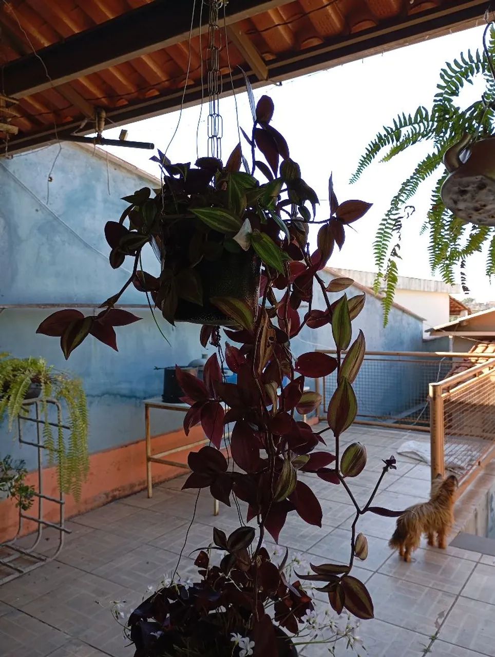 Sementes e plantas  - Foto 4