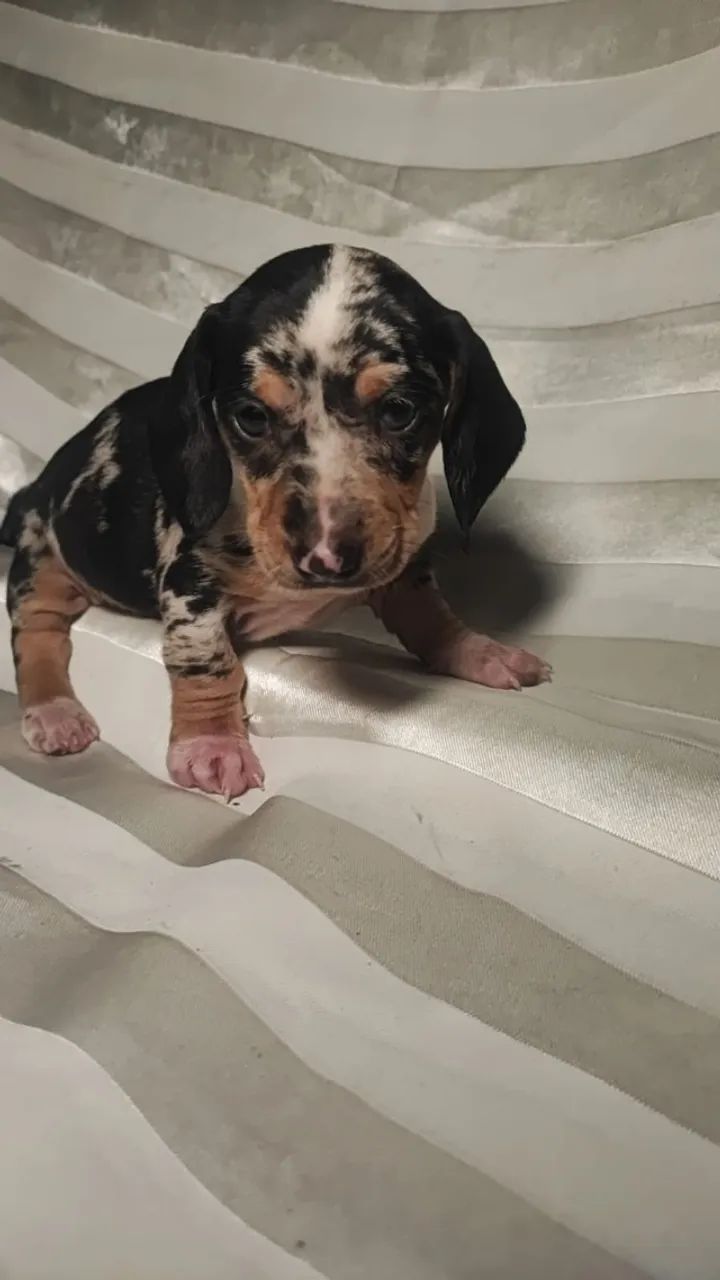 basset daschund lindos e bem pequenos
