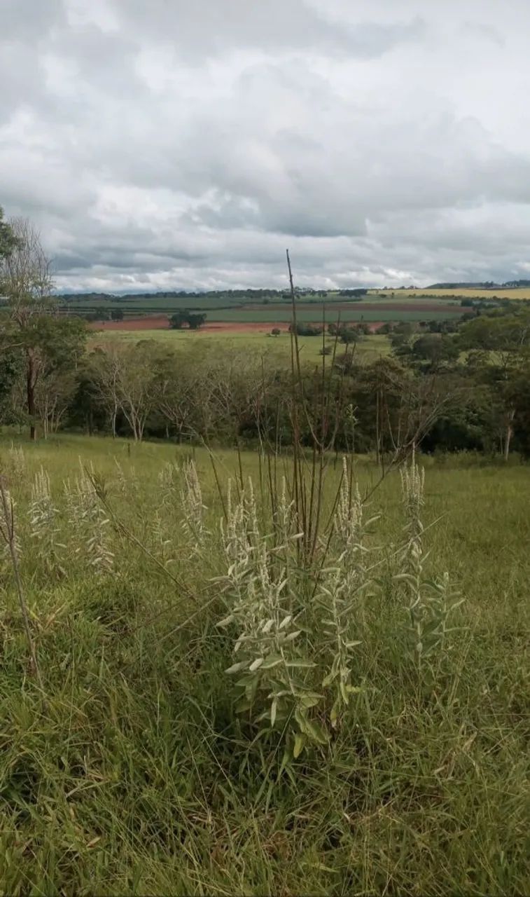 Foto - Anápolis - Vila Brasil
