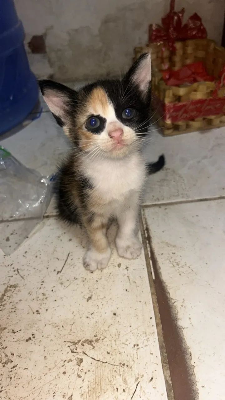 Gatos - Foto 4