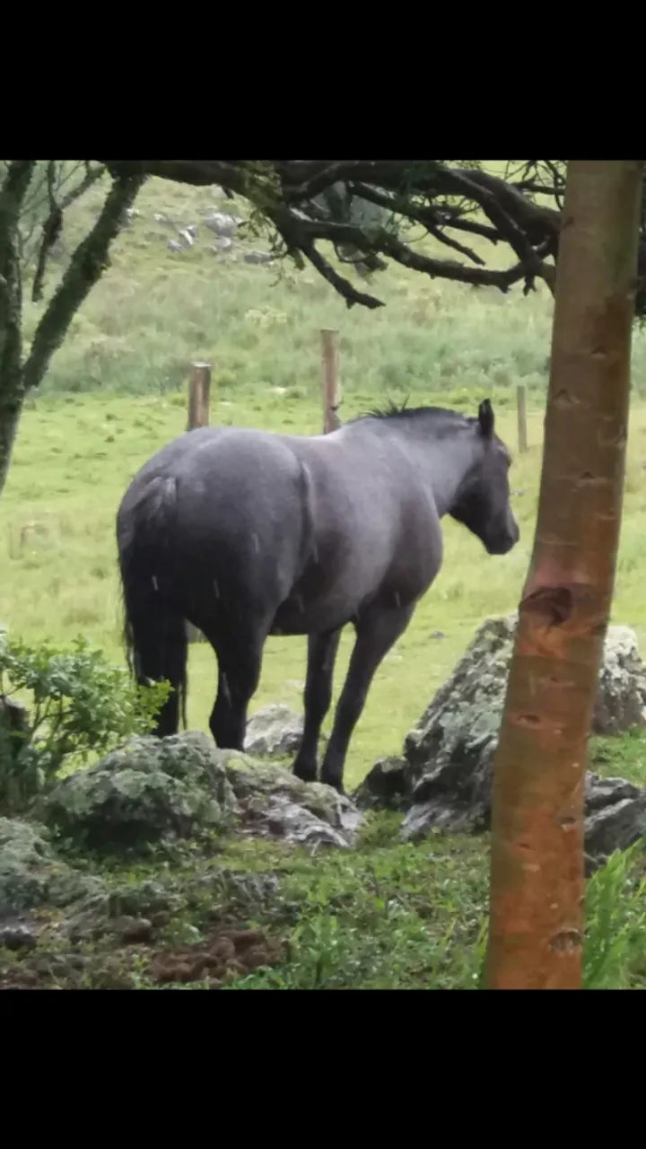 Égua Moura Crioula Domada !!! Raridade !!! - Foto 5